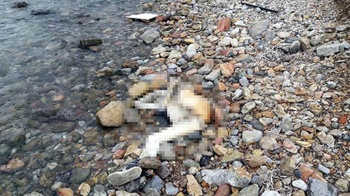 Şenlik için gittiler, erkek cesedi buldular!