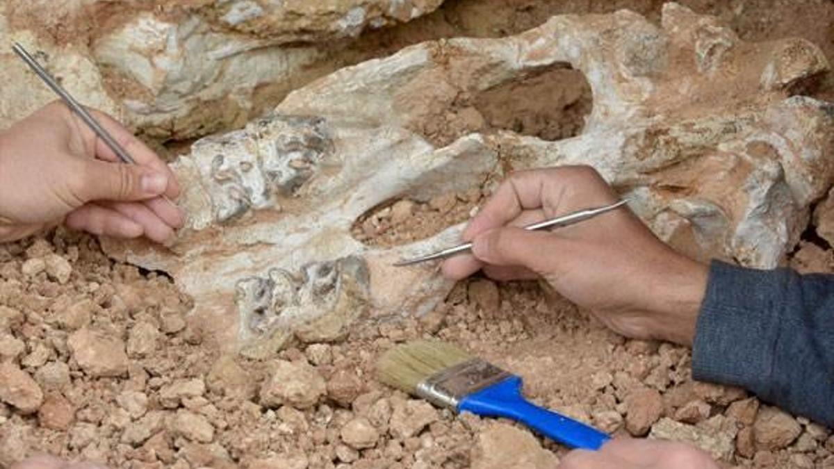 Bozkırda milyon yıllık deniz fosilleri bulundu