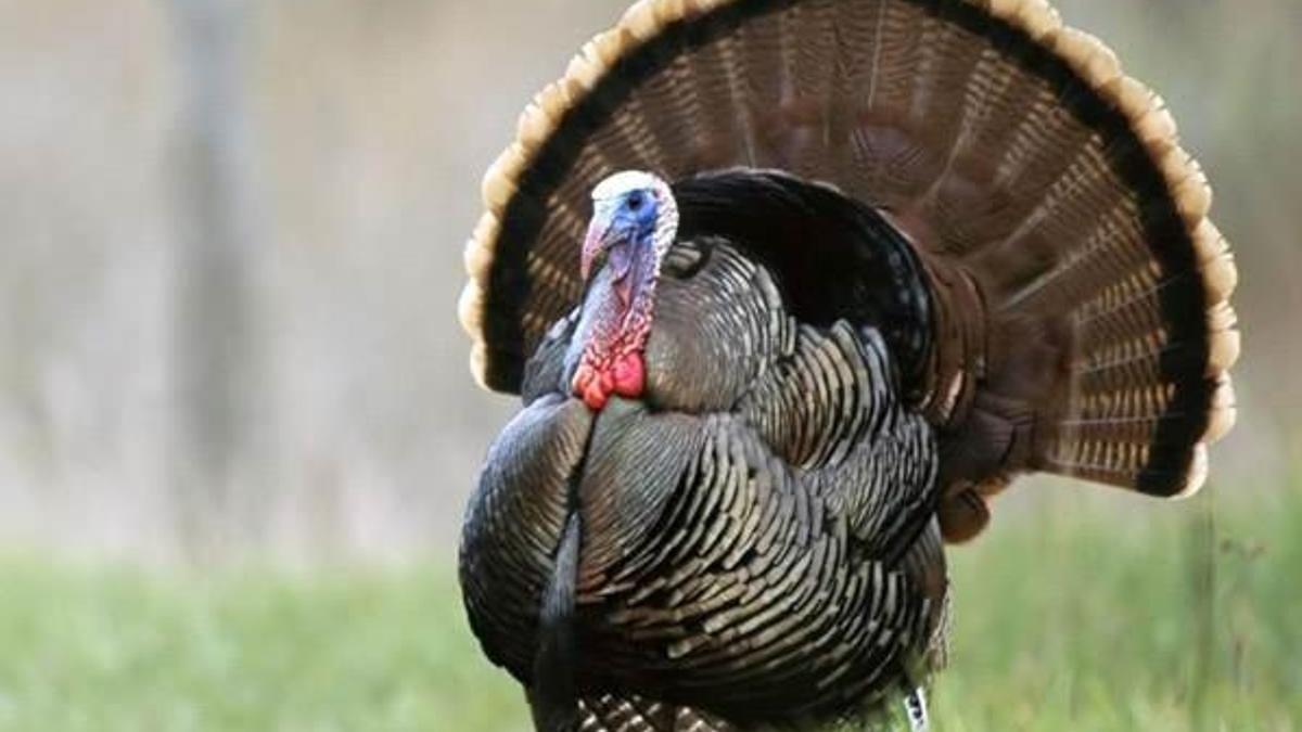 Almanya'da kuş gribi yayılıyor!