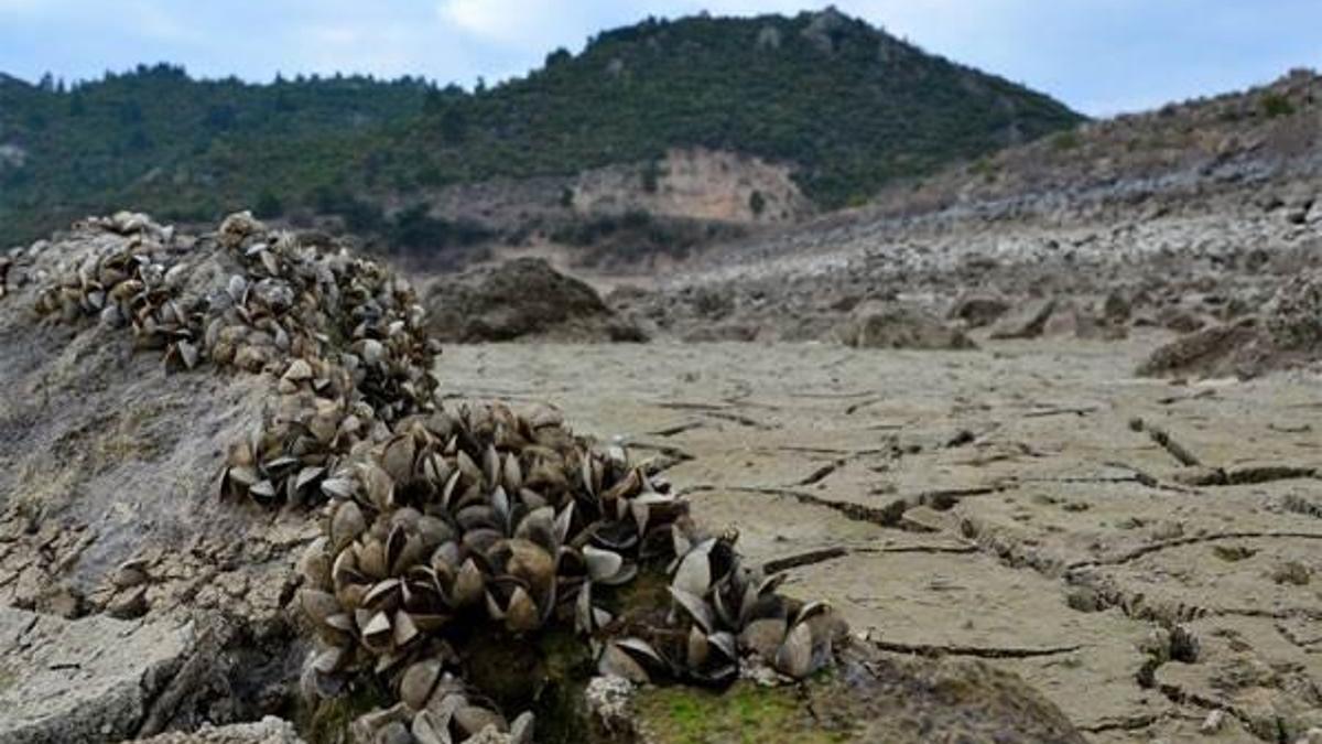 Suyu çekilen barajdan "midye tarlası" çıktı