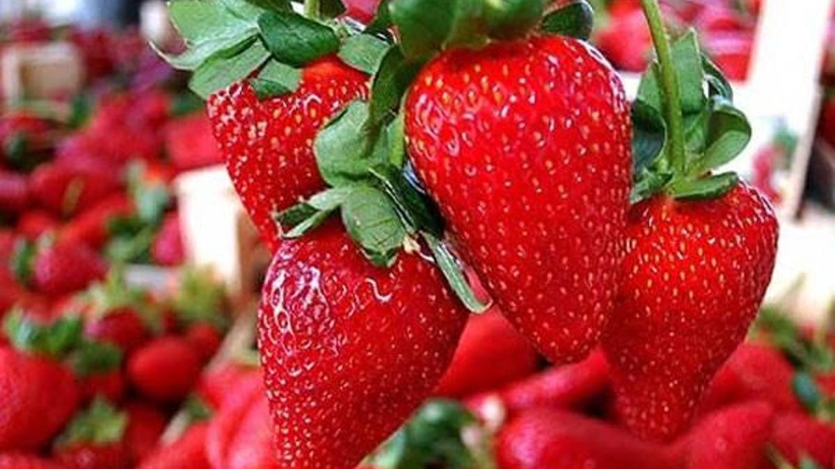 Kilosu 20 liradan satılan çilek el yakıyor