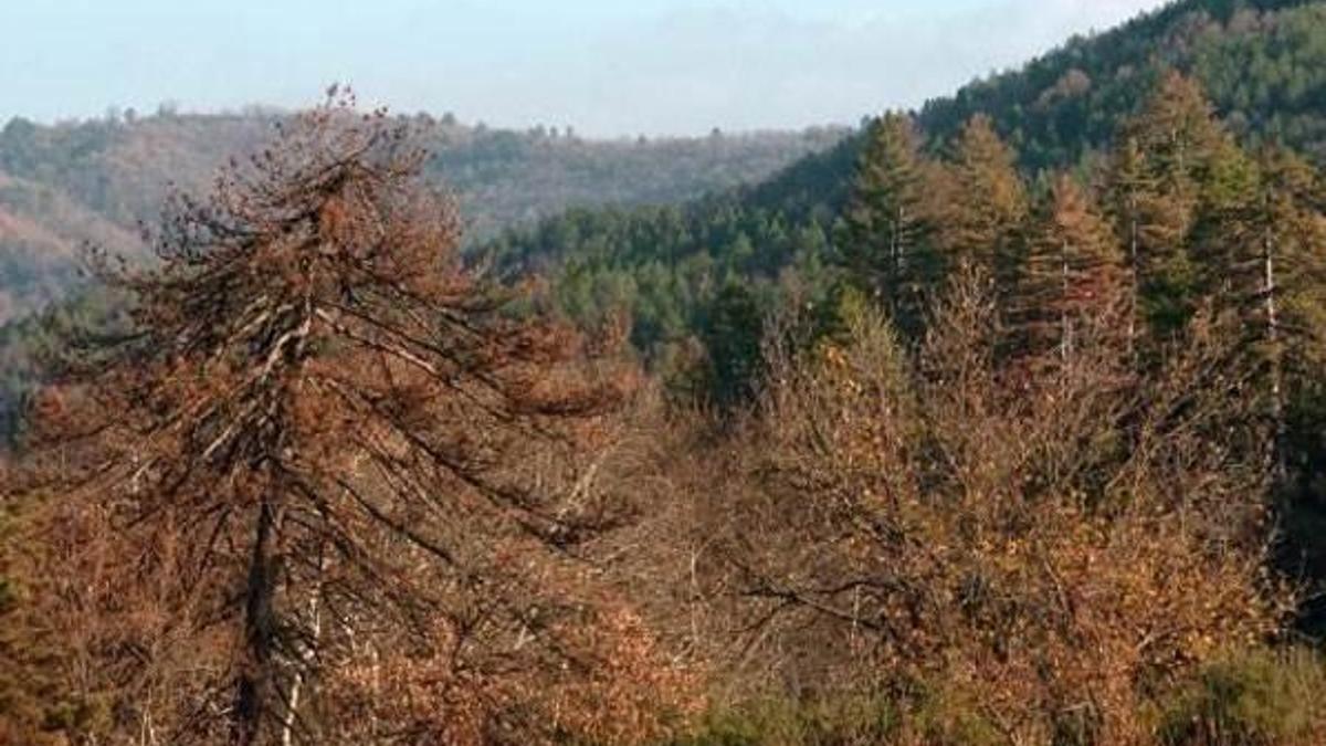 Kazdağları'ndaki ormanlarında korkutan hastalık