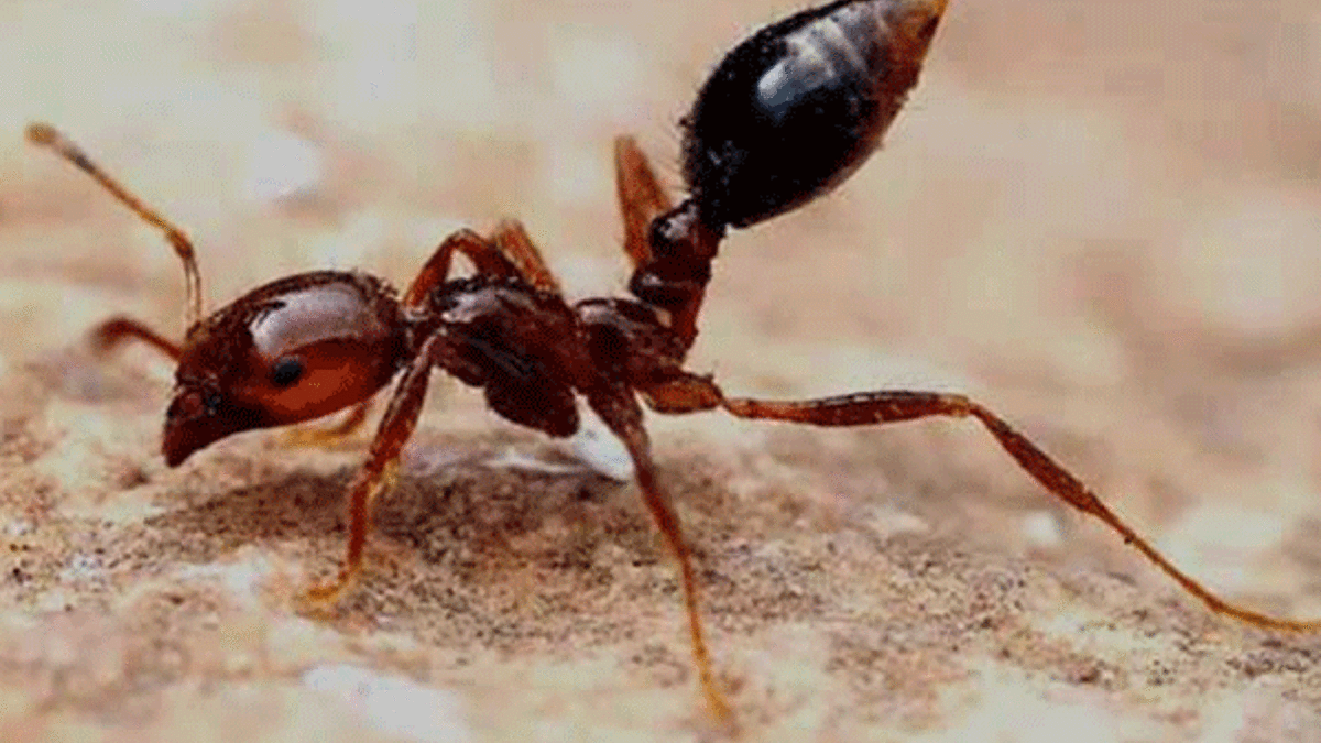 Karıncalar ülkeyi tehdit ediyor - Dünyadan Haberler