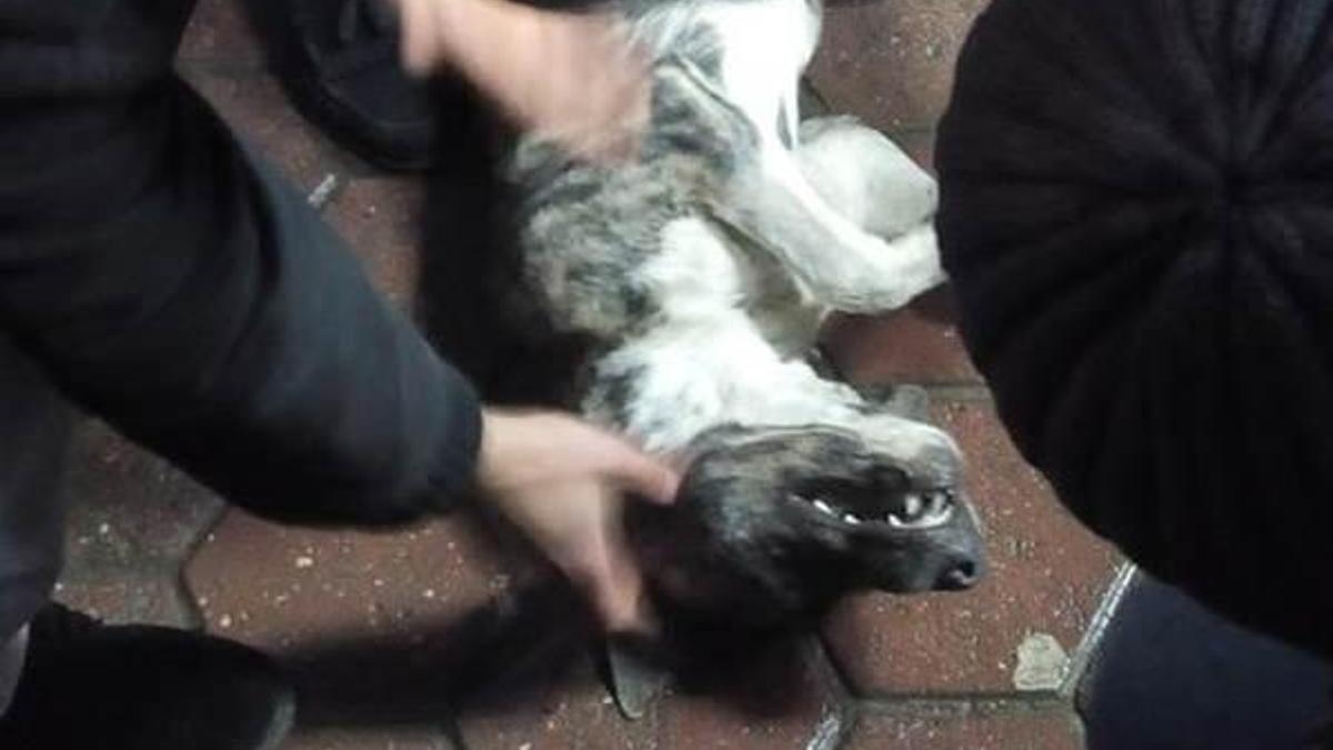Reklam tabelasına bağlanan köpek feci şekilde can verdi