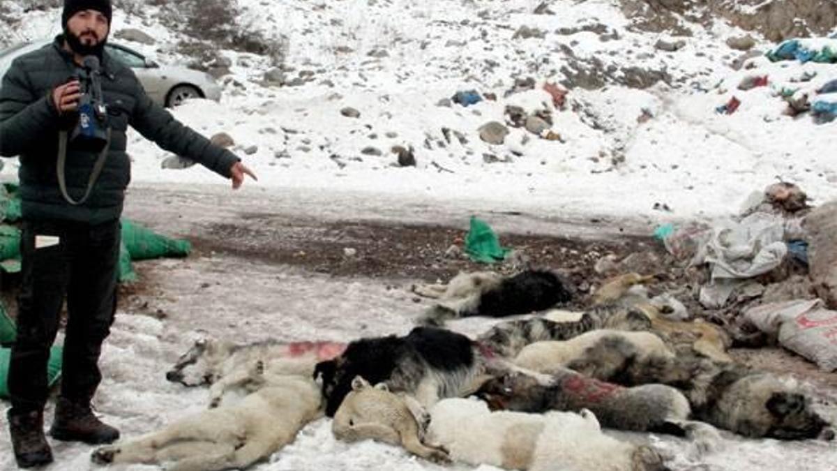 Şehir çöplüğünde köpek leşleri