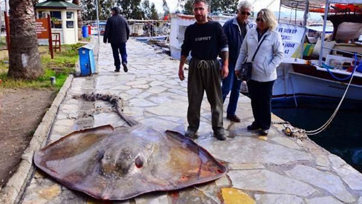 Gökova Körfezi'nde 200 kiloluk vatoz yakalandı