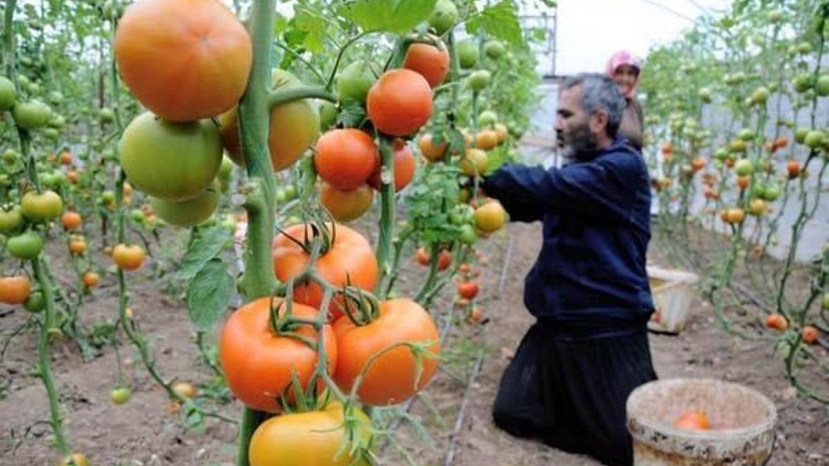 Soğuklar domatesin fiyatını yüzde 50 arttırdı