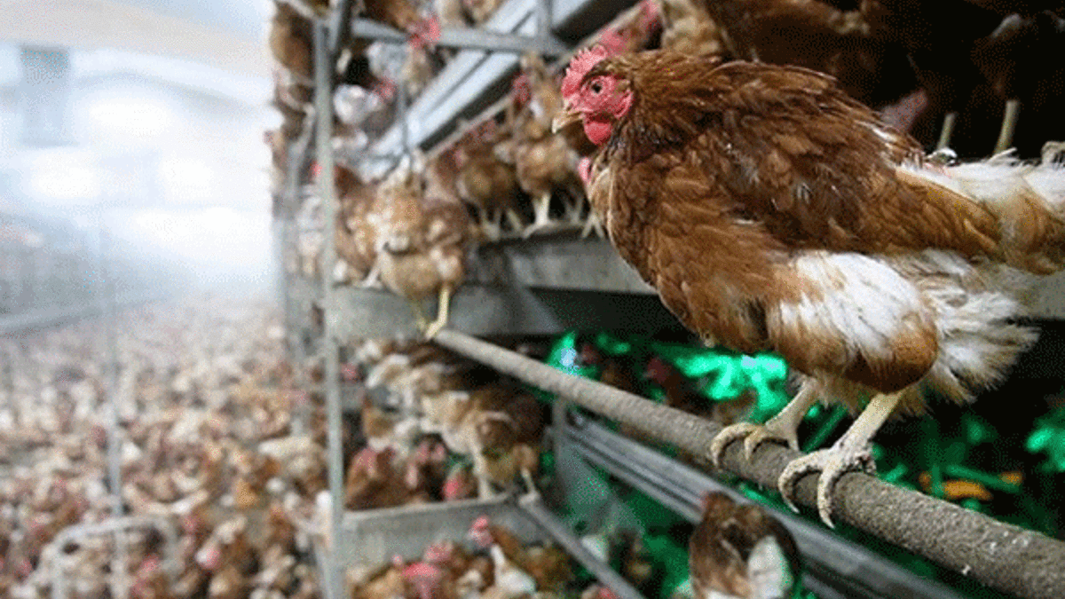 Virüs yayılıyor! 21 bin 200 hindi itlaf edilecek!