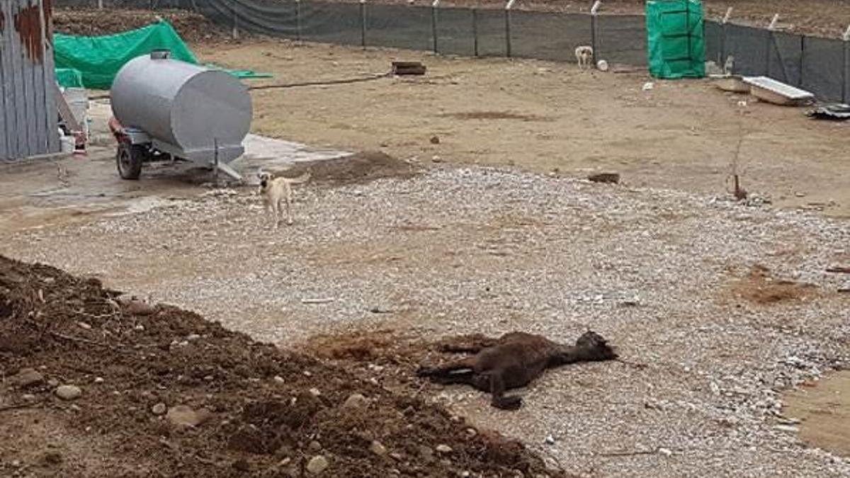 Kesilen onlarca atın etleri kayıp