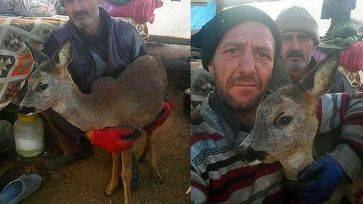 Yaban geyiğini köpeğin ağzından işçiler kurtardı