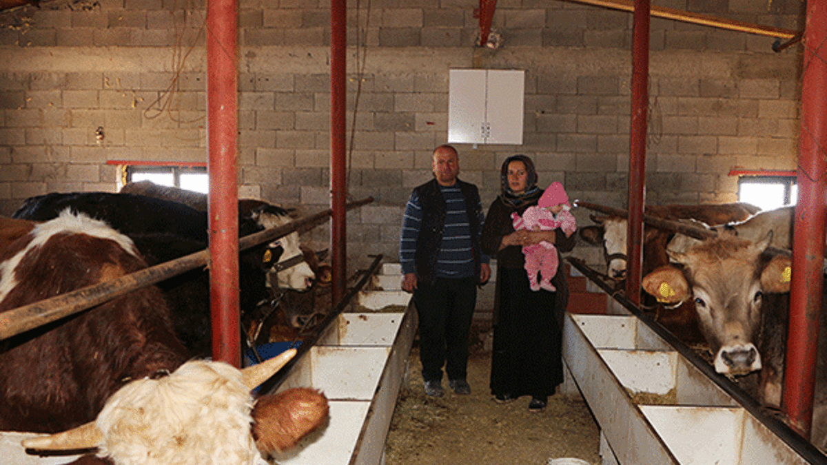 Ev bulamayan Şırnaklı aile ahıra yerleşti
