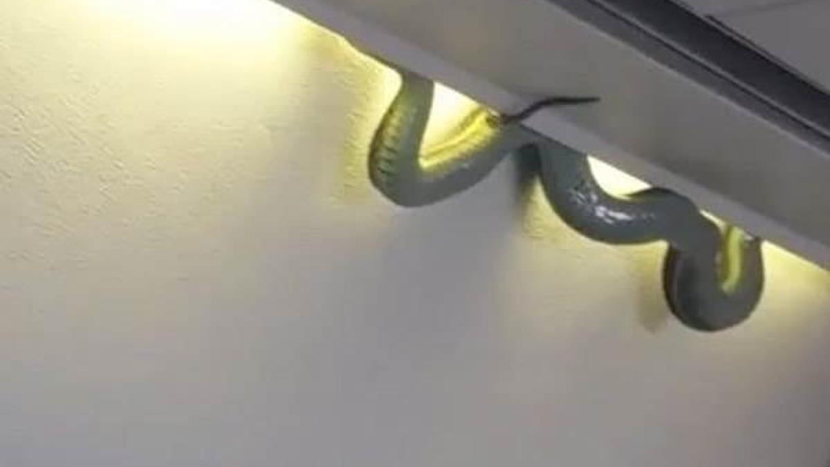 Uçakta yılan bulununca uçuş iptal edildi