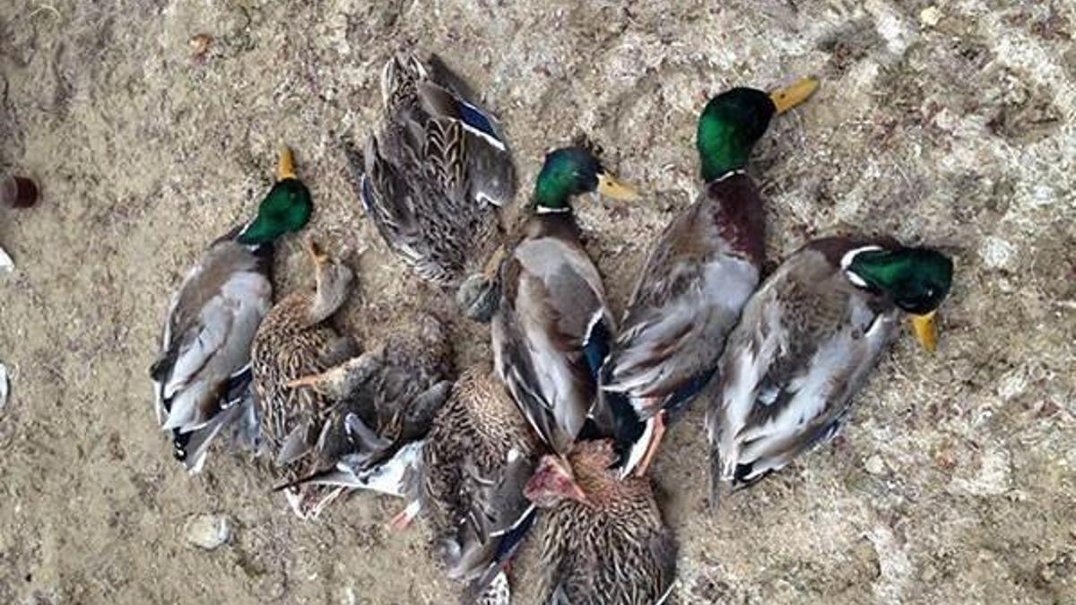 Kaçak avcılara 22 bin 698 lira para cezası