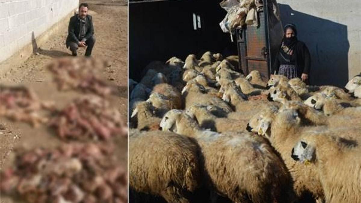 Niğde'de 500 koyun, ölü kuzu doğrudu