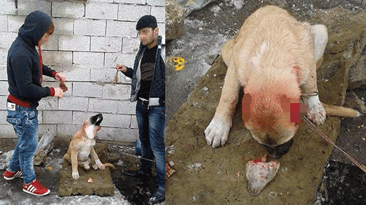 Kulakları kesilmiş köpek fotoğrafları isyan ettirdi
