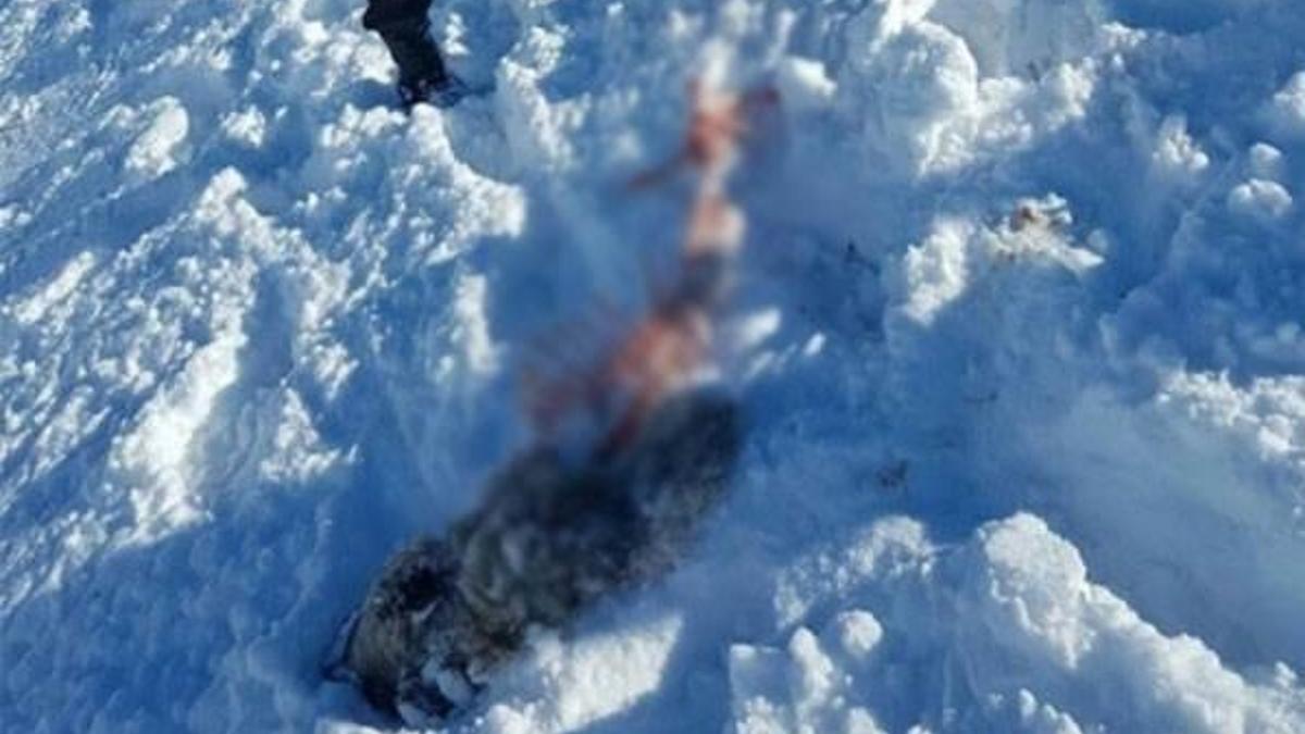 Mahalleye inen aç kurtlar köpeği yedi