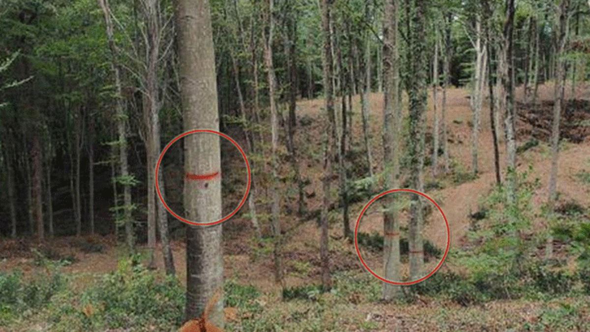 Belgrad Ormanı'nda ağaçlar kesilecek iddiası
