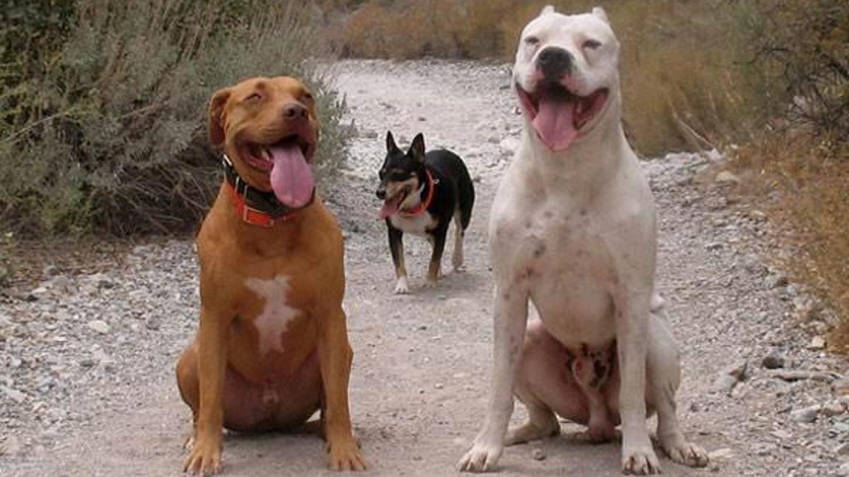 Tehlikeli köpek besleyene, 15 bin 918 TL ceza