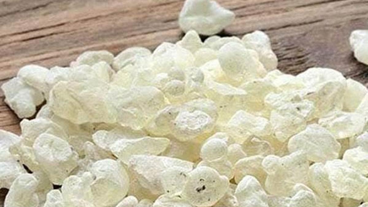 Damla sakızı kilosu 1100 liradan alıcı buluyor