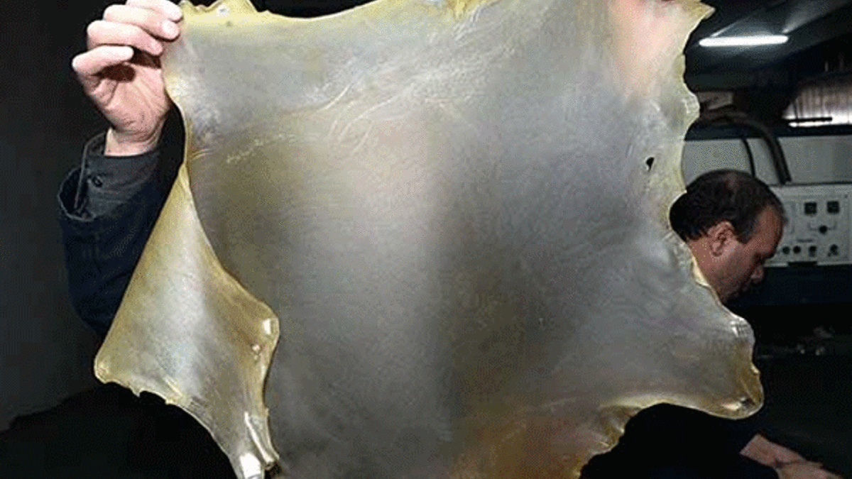 Türk firması 'şeffaf deri' üretti! Sipariş yağıyor...