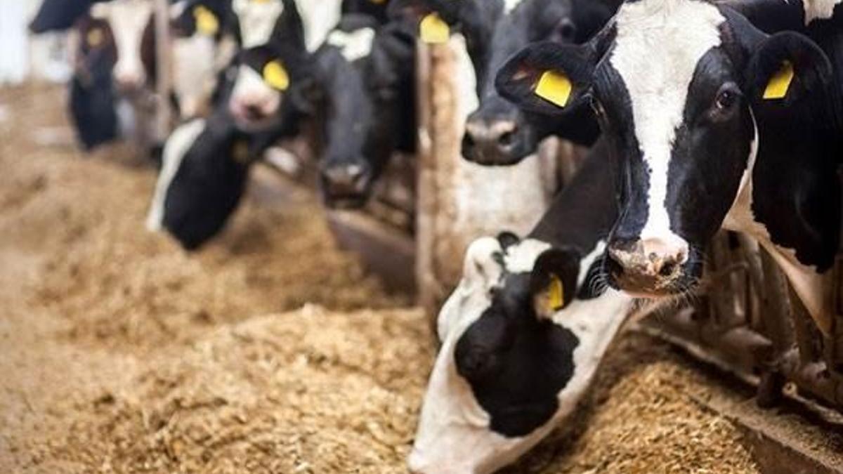 Hayvancılıkta yüzde 50 hibe alacak 12 şanslı il belli oldu