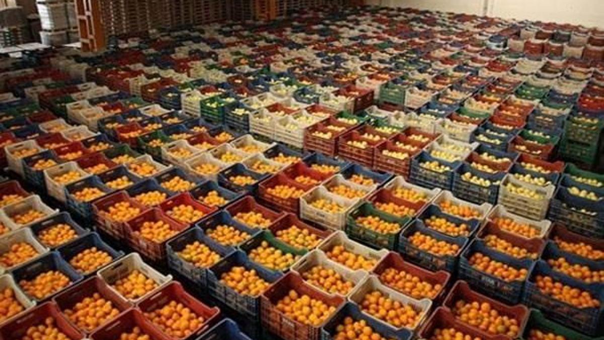 Rus ambargosu kalktı, sebze meyve ihracatı yüzde 30 arttı