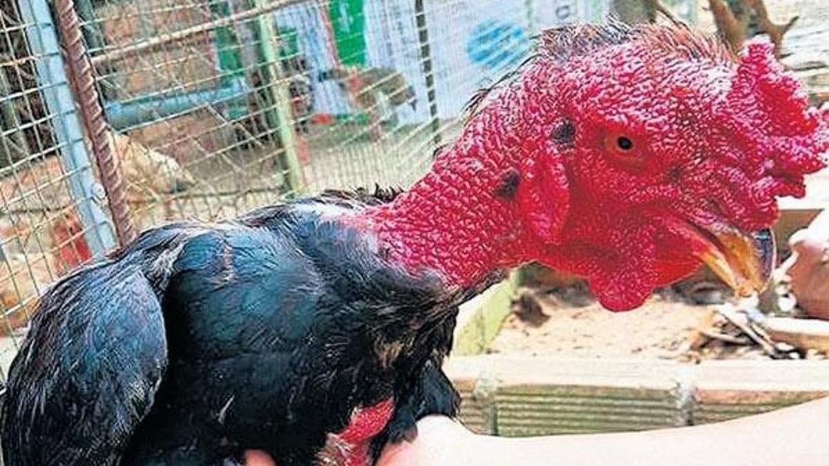 Ejderha tavuğu!