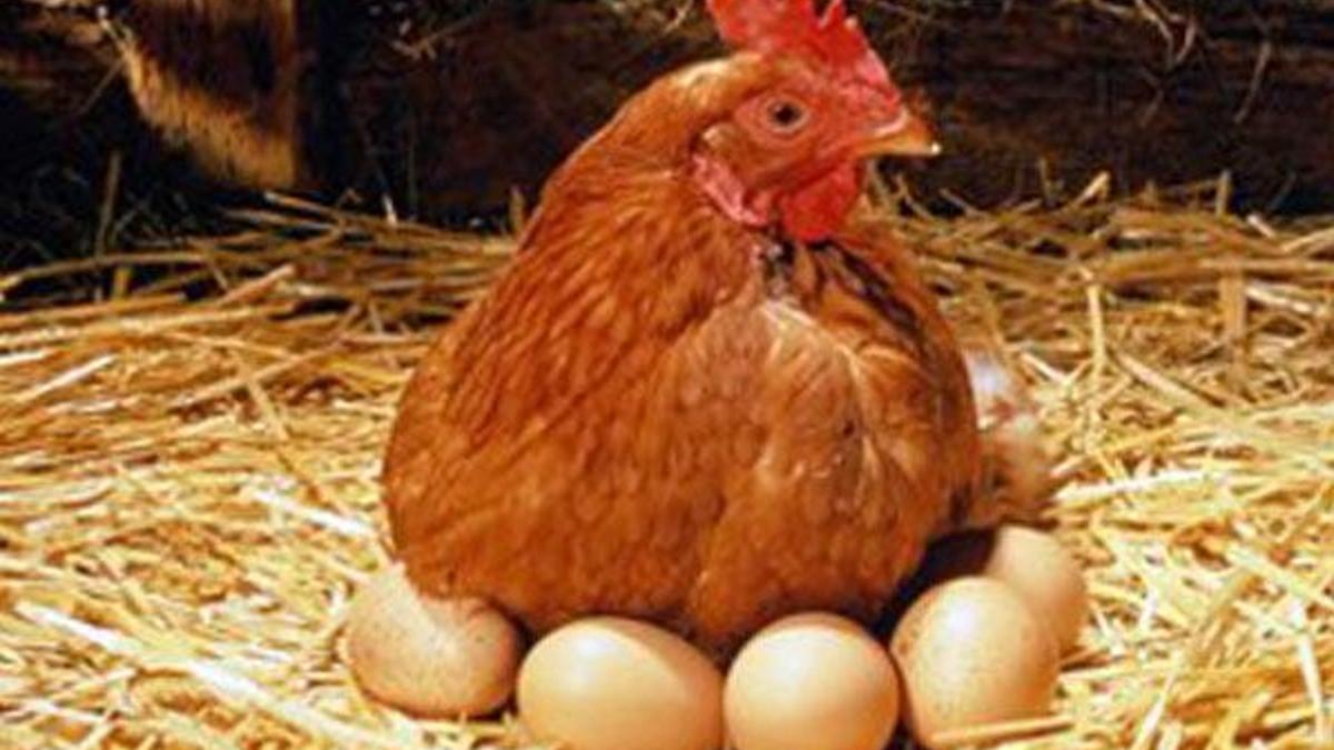 Tavuk eti üretimi azaldı, yumurta üretimi arttı