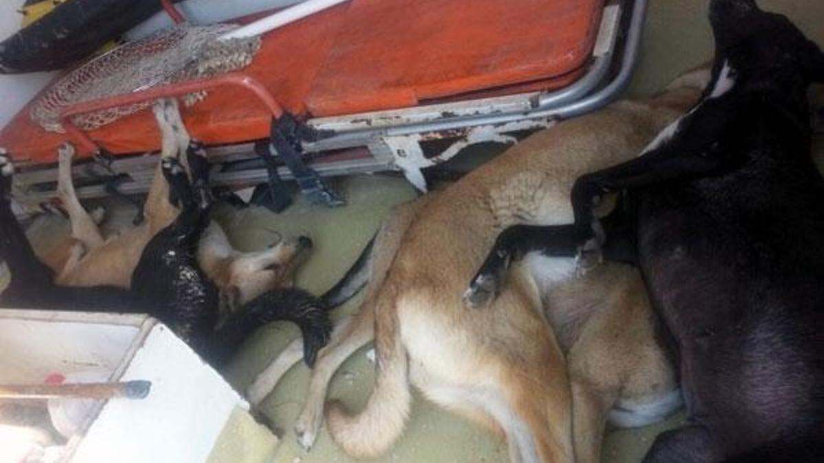 Adana'da köpek katliamı