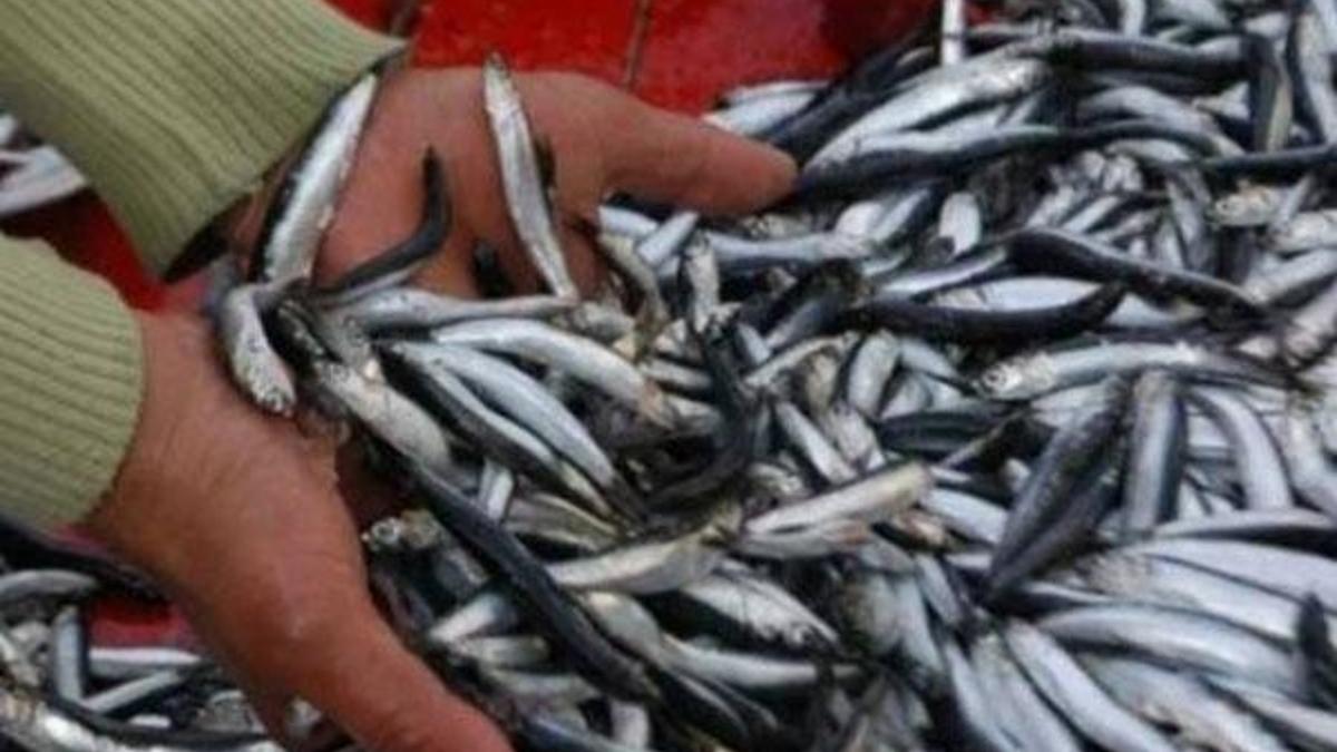 Balık fiyatları 30 yılın en yüksek rakamını gördü