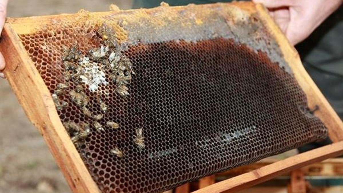 Bursa'da şok eden arı ölümleri