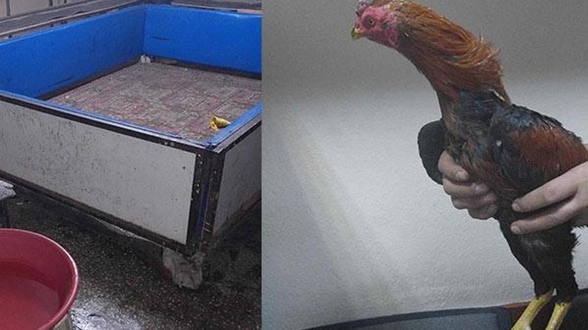 Horoz dövüşüne 27 gözaltı