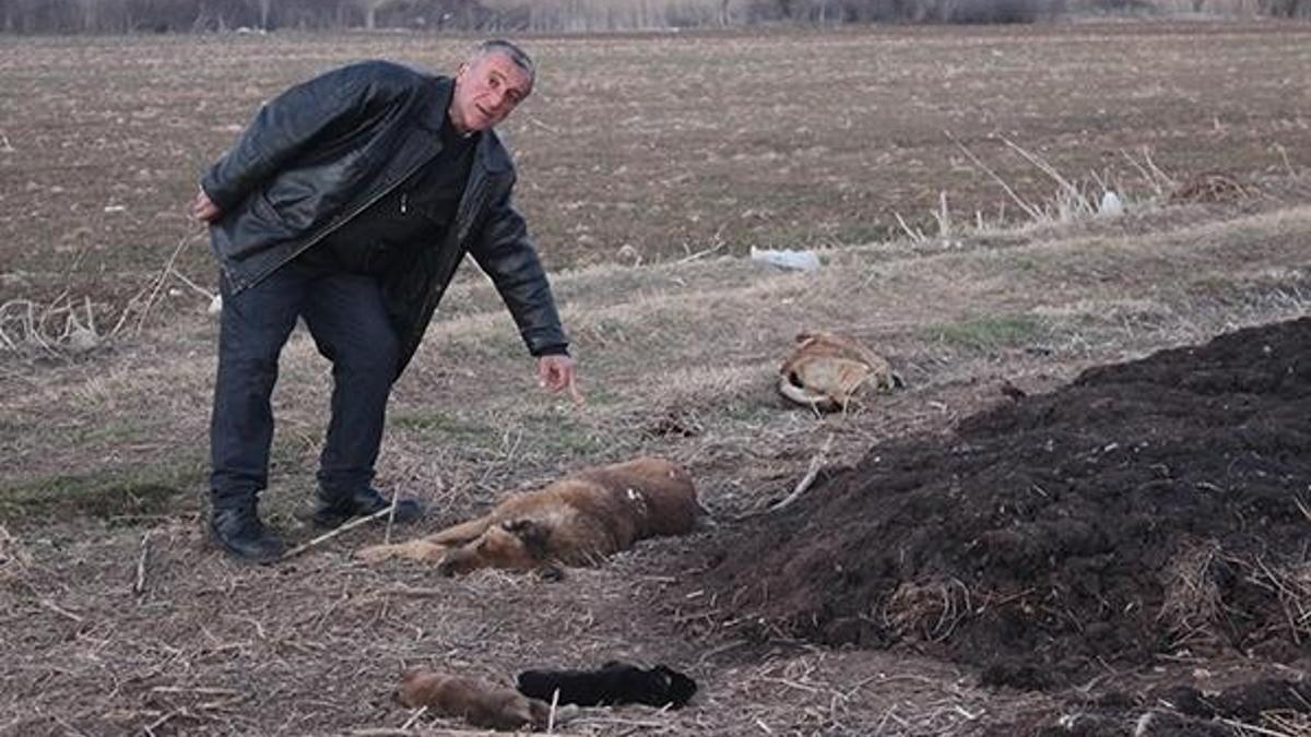 Tavşanlı'da köpek katliamı