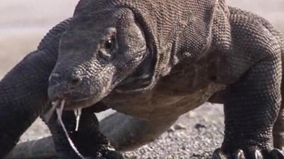 Süper bakterilere karşı Komodo ejderi kanı!