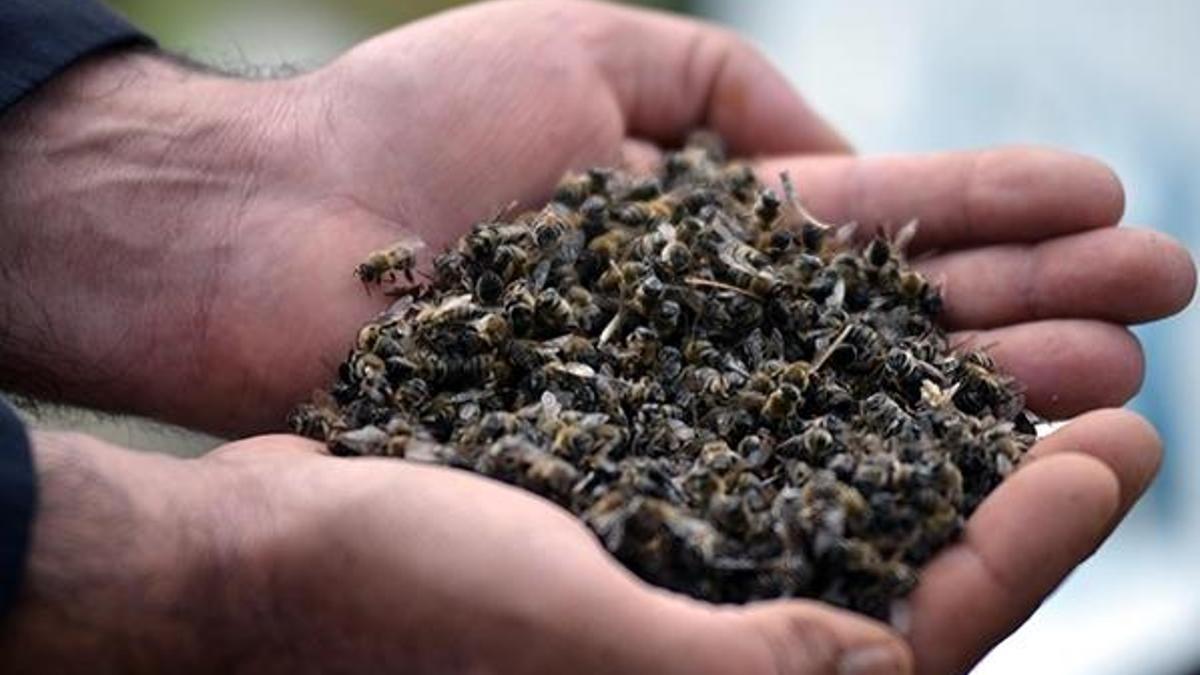 Adana'da bal arısı ölümleri endişe yarattı