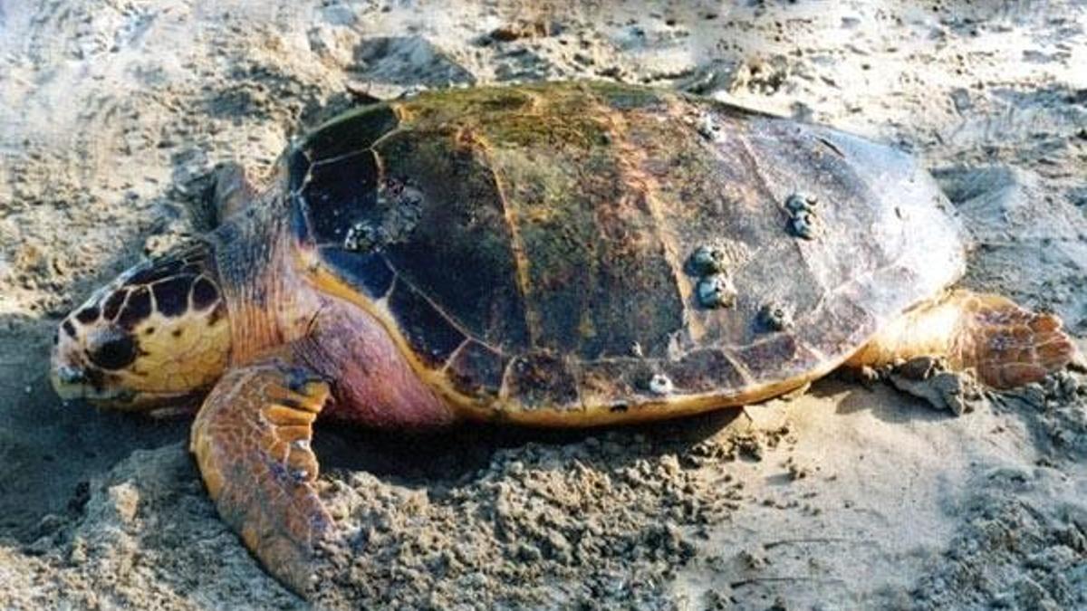 Ölü caretta caretta sahile vurdu