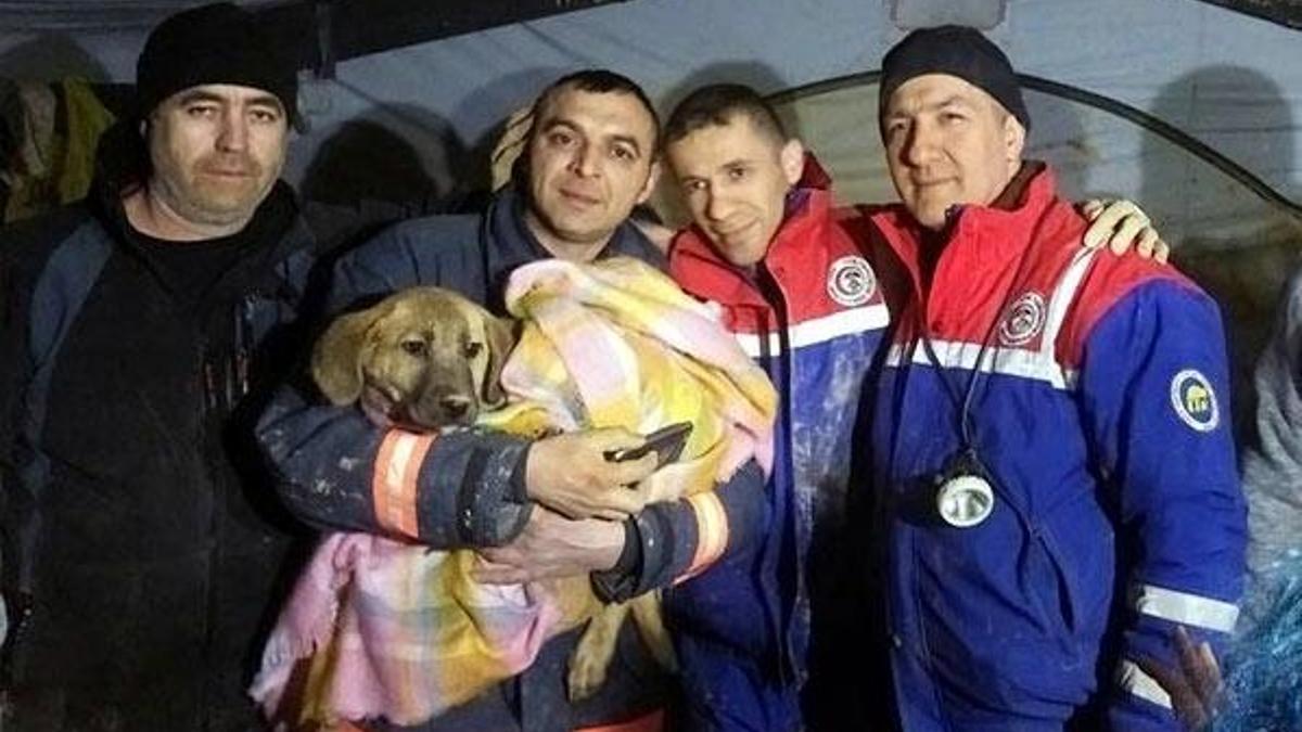 Kuyu köpek hakkında şaşırtan iddia