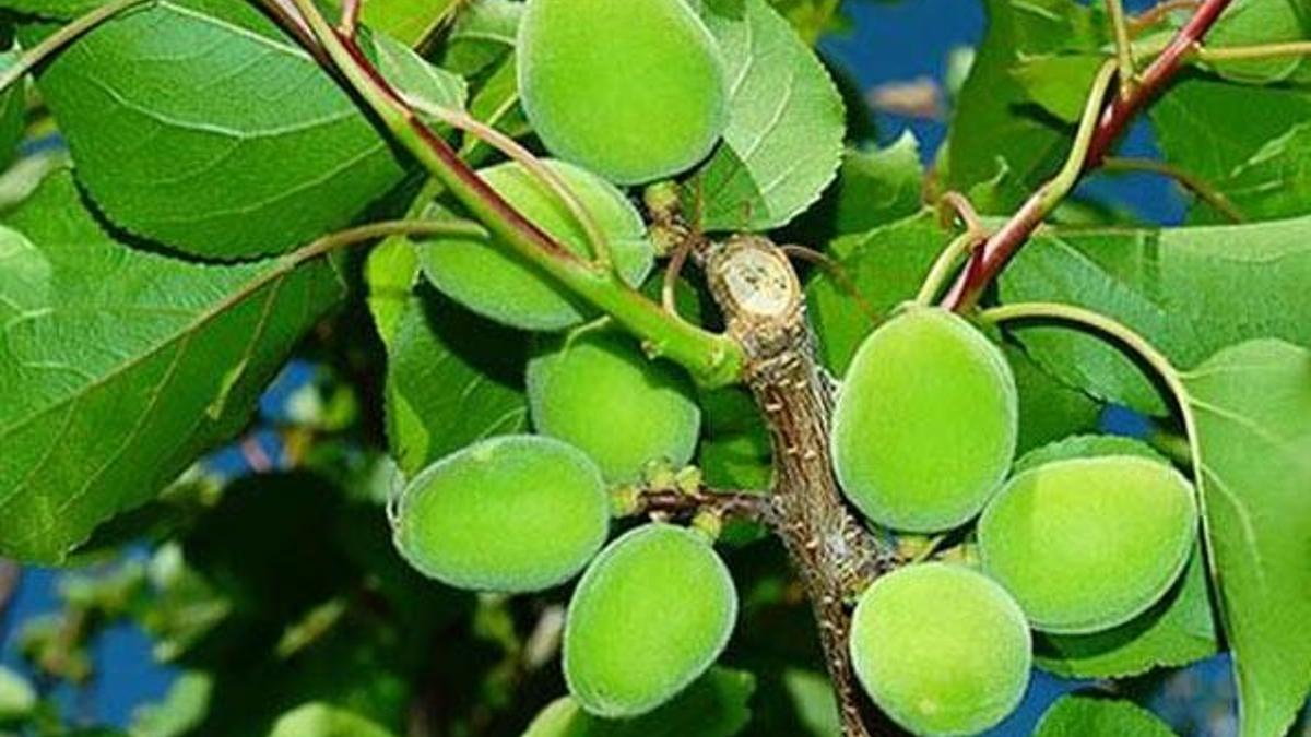 Kayısı çağlası 10 liradan alıcı buluyor