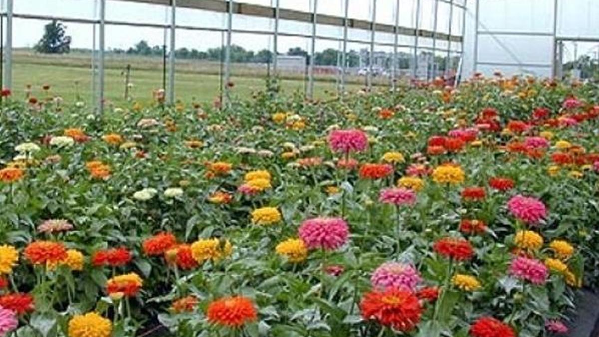 Kesme çiçek yatırımında Hollanda tedirginliği