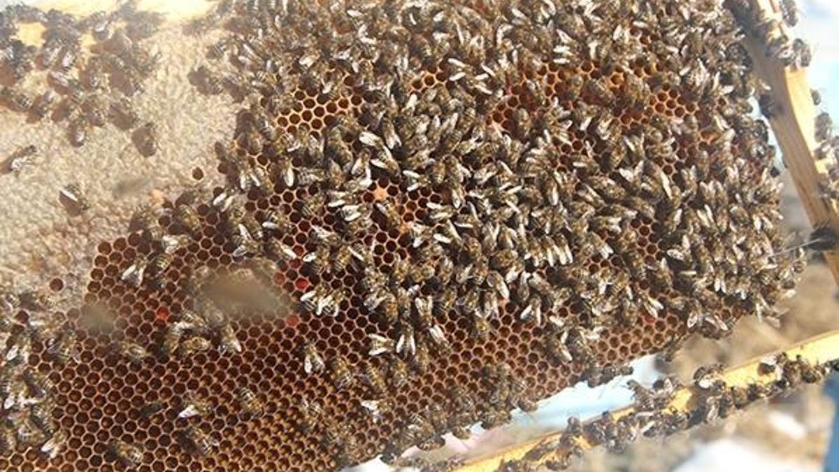 Çukurova'da arı ölümlerinin nedeni belli oldu