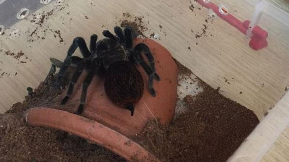 Terör zanlısının evinden tarantula çıktı