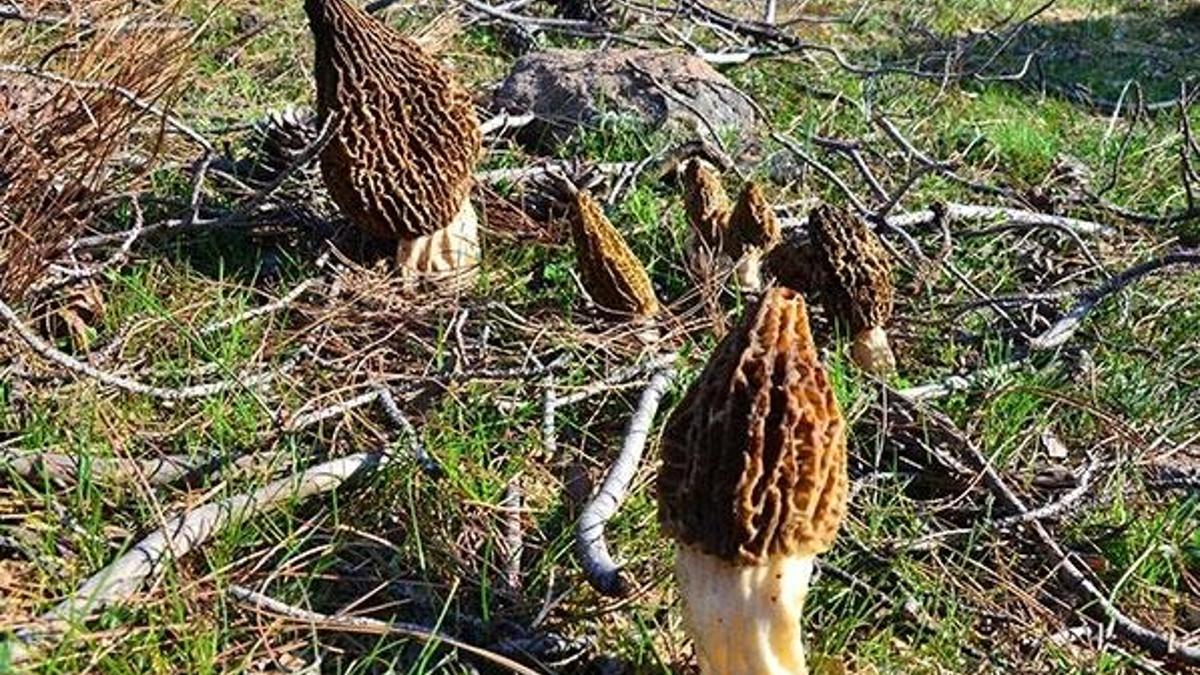 Kilosu 120 liradan satılan kuzu göbeği için ormana koştular