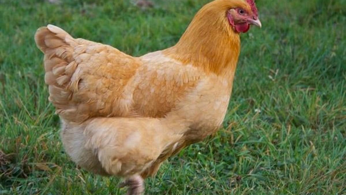 Tavuğa tecavüzden 3 ay hapis!