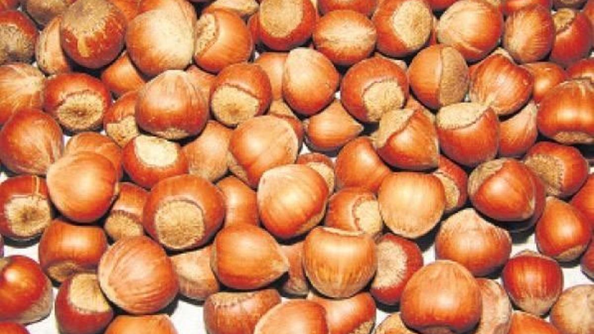 Oltan Gıda 'Ferrero Fındık' oldu