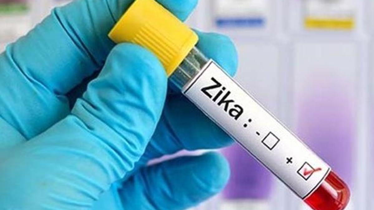 Canlı aşı, fareleri Zika virüsünden tamamen korudu