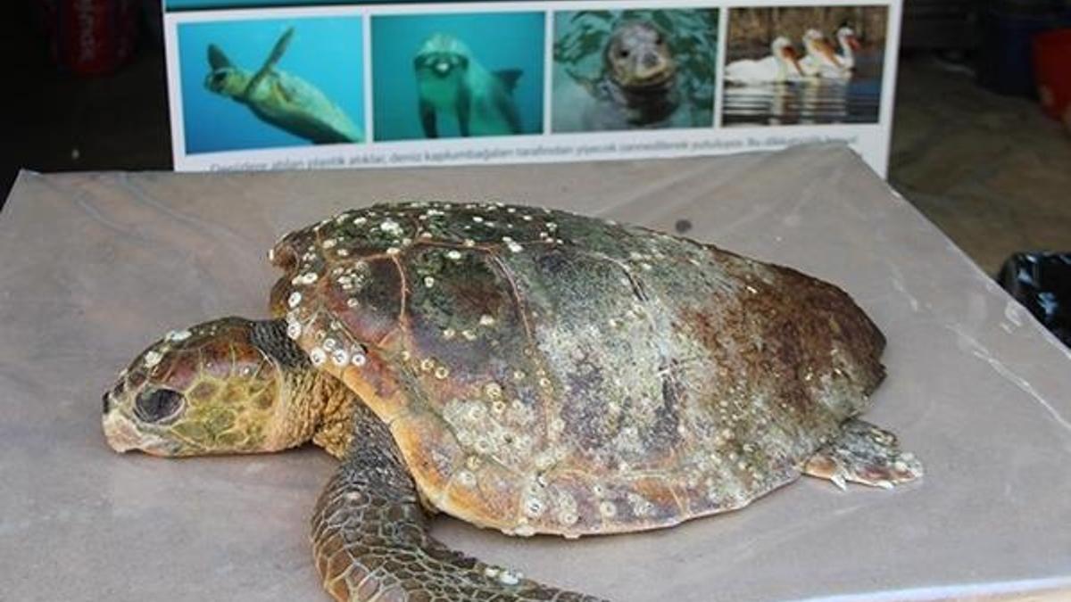 Kuşadası'nda 1 günde ölü 2 deniz kaplumbağası bulundu