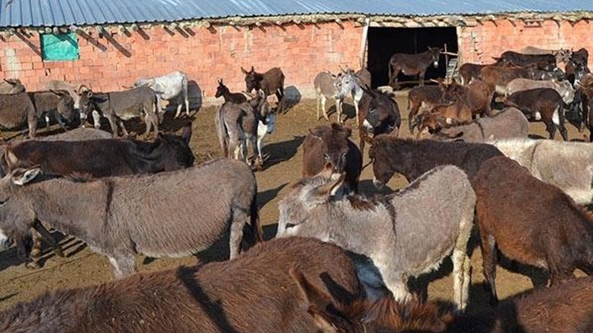 Eşek sütünün litresini 120 liradan satıyor