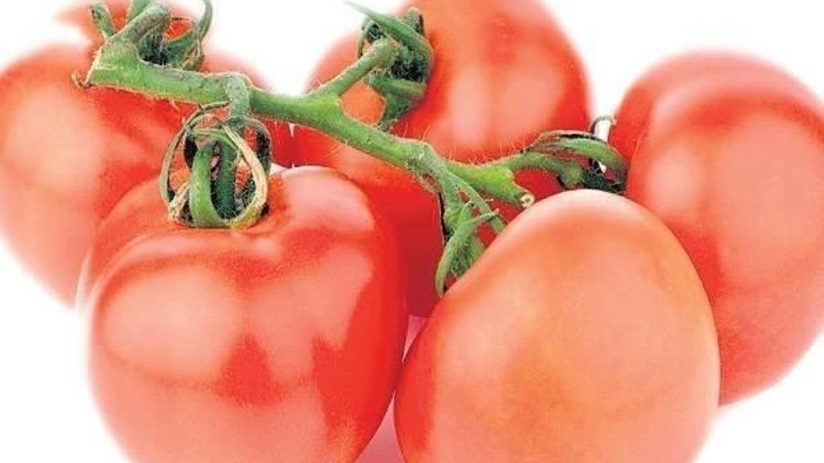 Domatesi hiçbir şey engelleyemedi