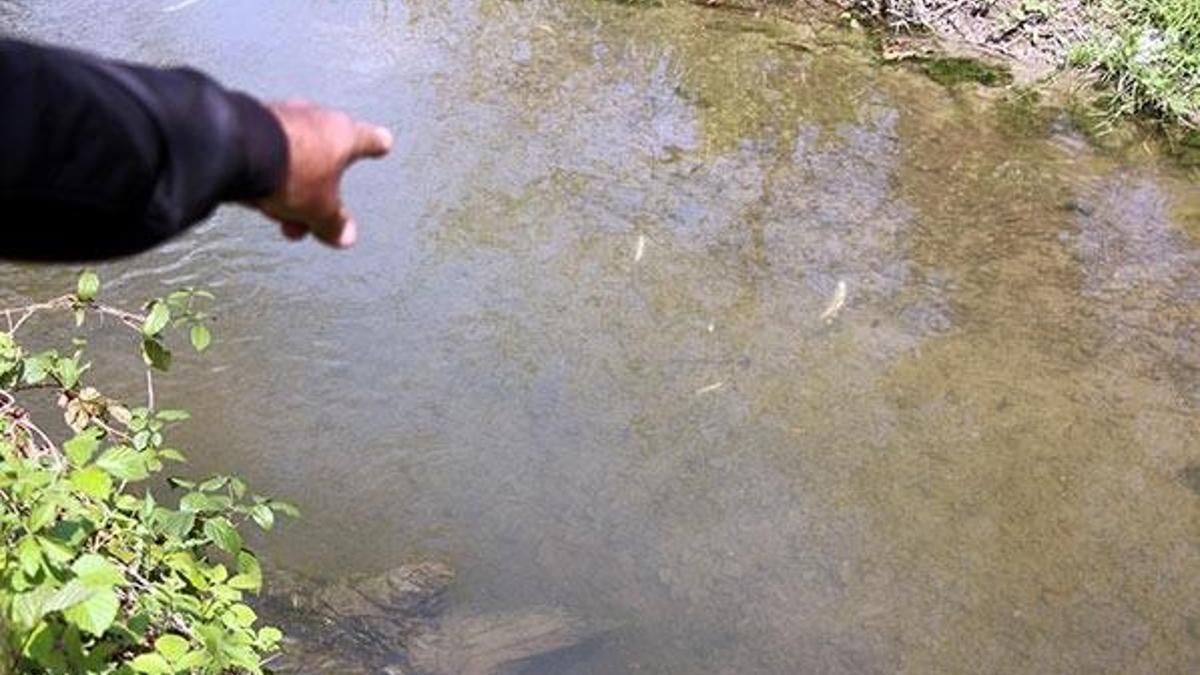 Zonguldak'ta derede balık ölümleri tedirgin etti
