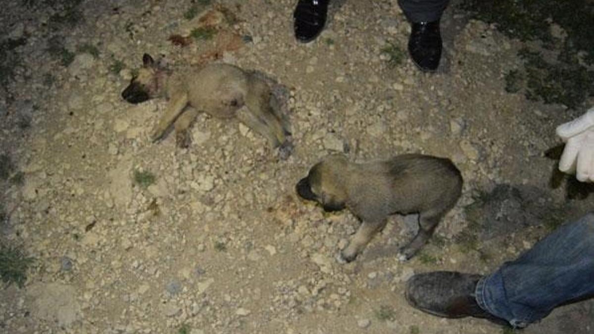 Yavru köpekler vahşice katledildi